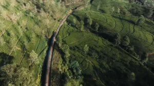 目黒蓮 午後の紅茶 ロケ地 スリランカ 紅茶鉄道